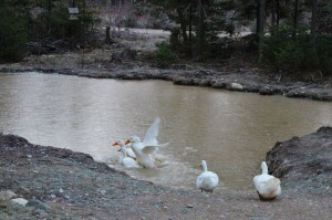 ducks have a rude awakening in an icy pond