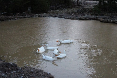 ducks circling in icy pond