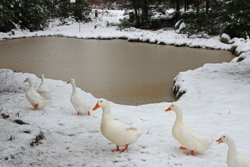 Ducks baffled by the first snow