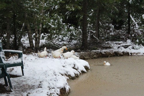 Ducks diving into the pond