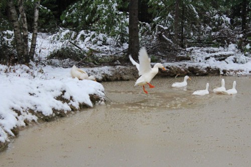 Ducks flying into the pond