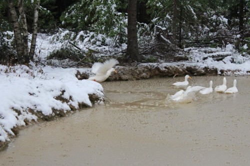 Final Pekin duck jumping into the pond