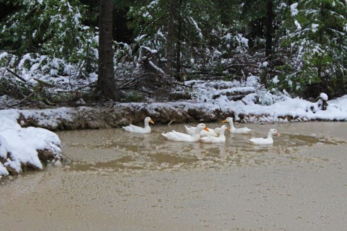 Pekin ducks in slushy pond