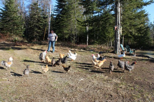 Thanksgiving for the birds