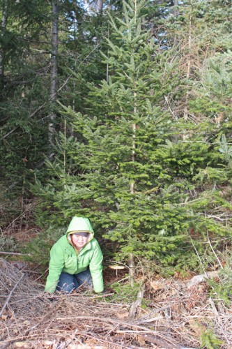 Hannah's chosen tree