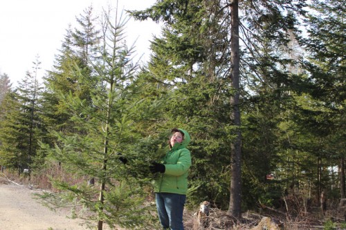 2012-tree-cutting-3