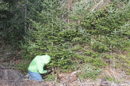 2012-tree-cutting