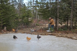 building a fence around the duck pond