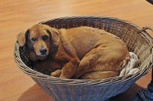 Ginger in laundry basket