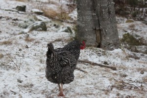 Chicken head count - missing barred rock chicken