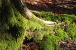 moss on tree roots