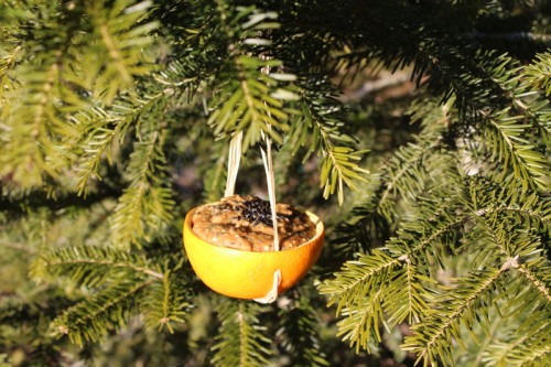 orange-bird-feeder