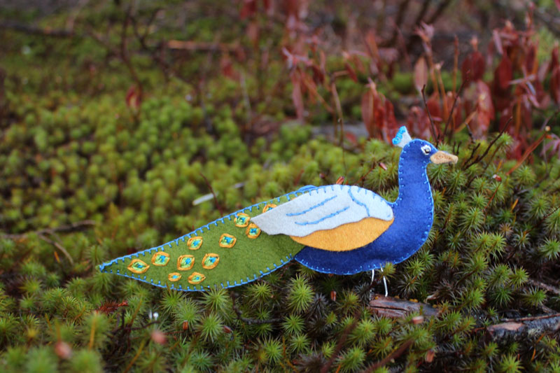 A Bold and Beautiful Peacock