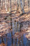 Reflections of trees