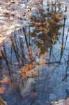 Reflection of a fir tree