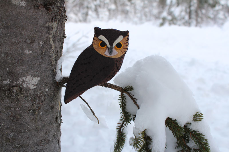 The Fearless Eastern Screech Owl