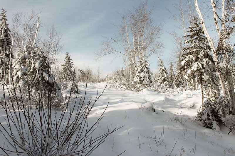 Snowshoeing the Back 40