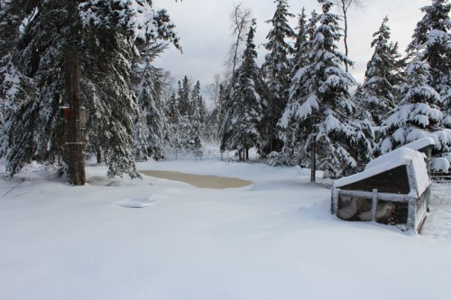 snowy-pond