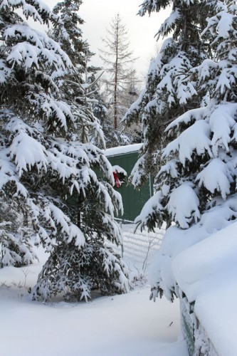 snowy-shed