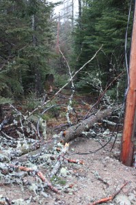 tree down on the power and phone line