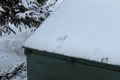 fox tracks on the duck house