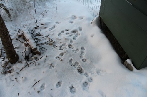 fox tracks