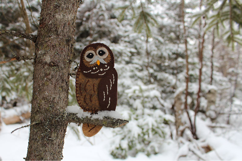 “Hoot” the Barred Owl at Downeast Thunder Farm
