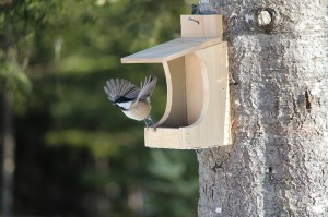 chickadee in flight