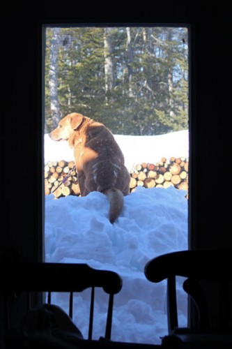 Ginger on top of the snow