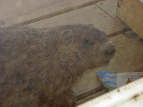 groundhog on porch