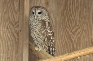 barred owl