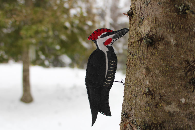 The Iconic Pileated Woodpecker