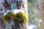 snow colored moss