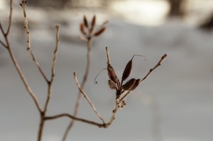 frosty seed pod