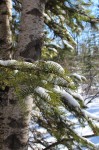 snow covered branches