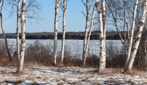 winter birches