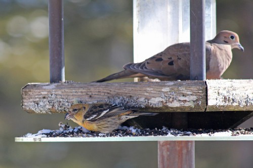 crossbill