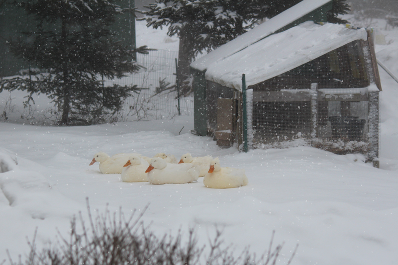 Another Weekend, Another Blizzard