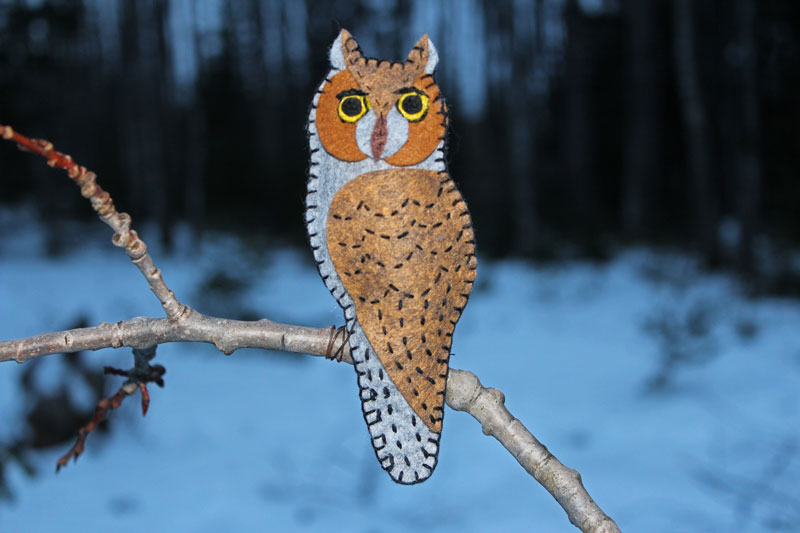 Elusive Long Eared Owl
