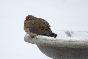mourning dove in snow