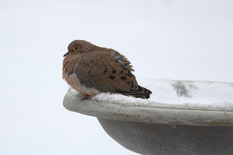 Mourning Dove on A Snowy Sunday