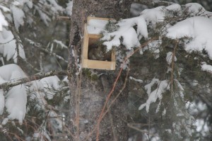 Squirrel in Blizzard Nemo