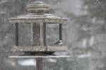 Chickadee in Blizzard Nemo