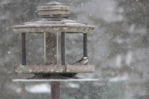 Chickadee in Blizzard Nemo