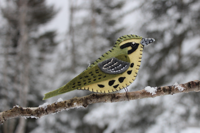 The Misplaced Prairie Warbler