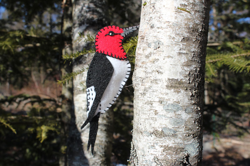 Striking Red Headed Woodpecker