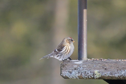 redpoll