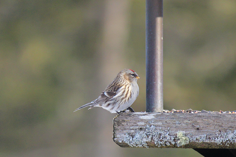 New Feathered Visitors