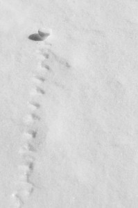 rolling snow tracks