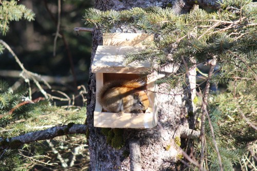 squirrel at dinky bird feeder